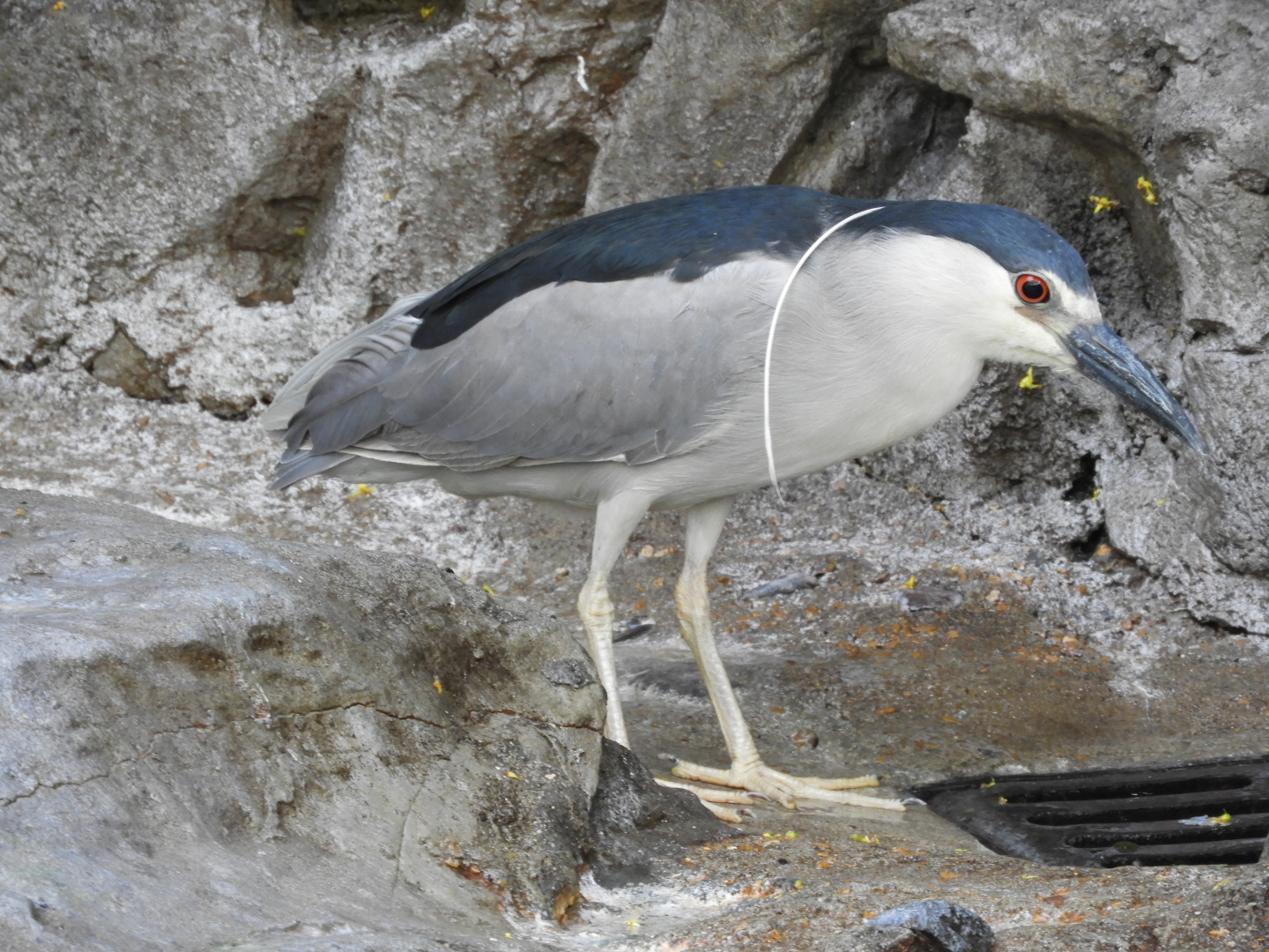 Black-Crowned Night Heron (Nycticorax nycticorax)