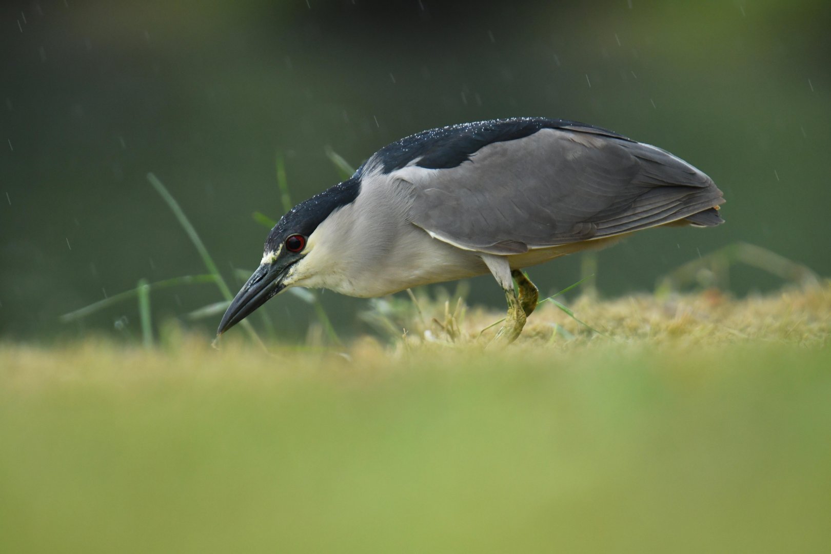 Black-crowned Night Heron (Nycticorax nycticorax)