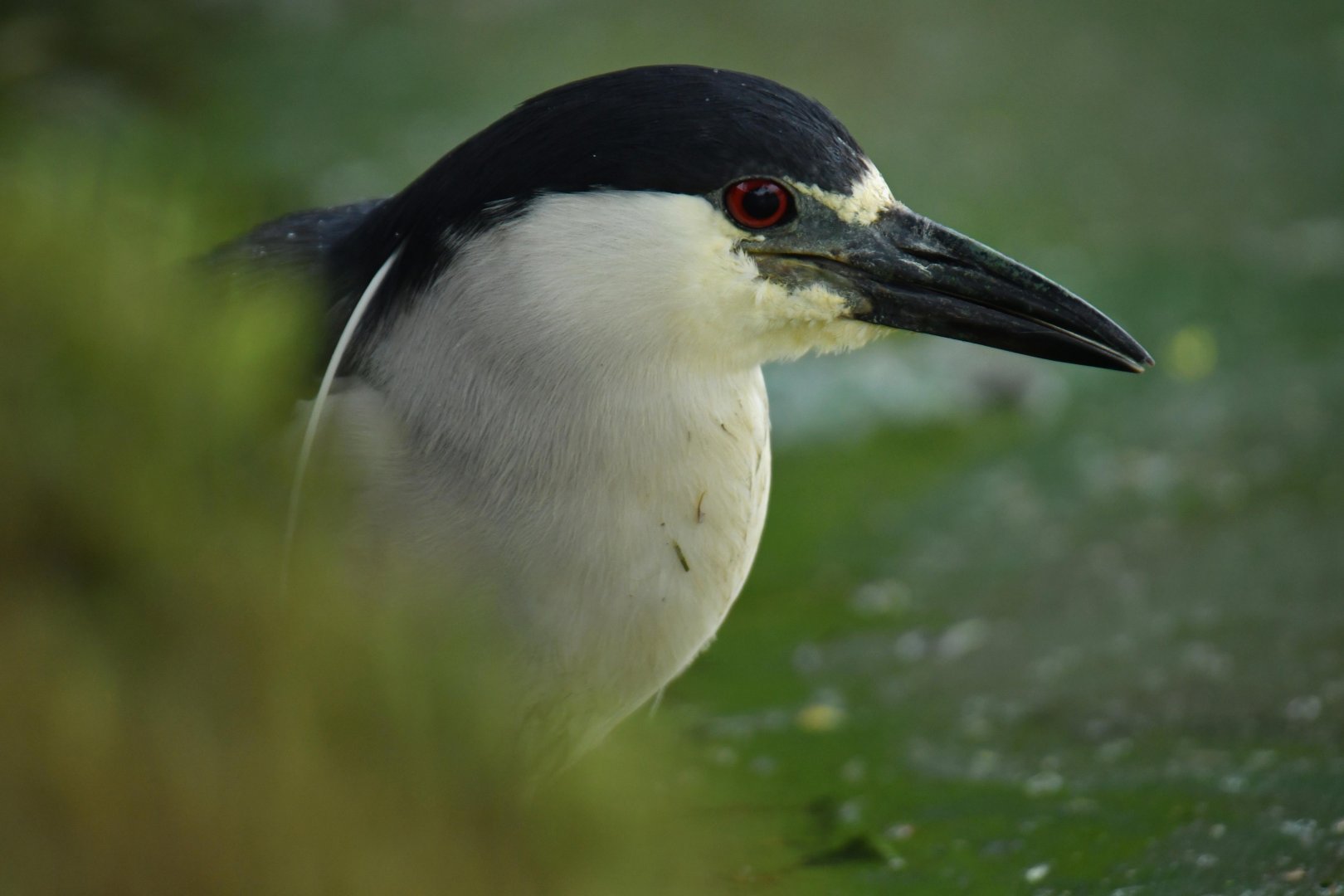 Black-crowned Night Heron (Nycticorax nycticorax)