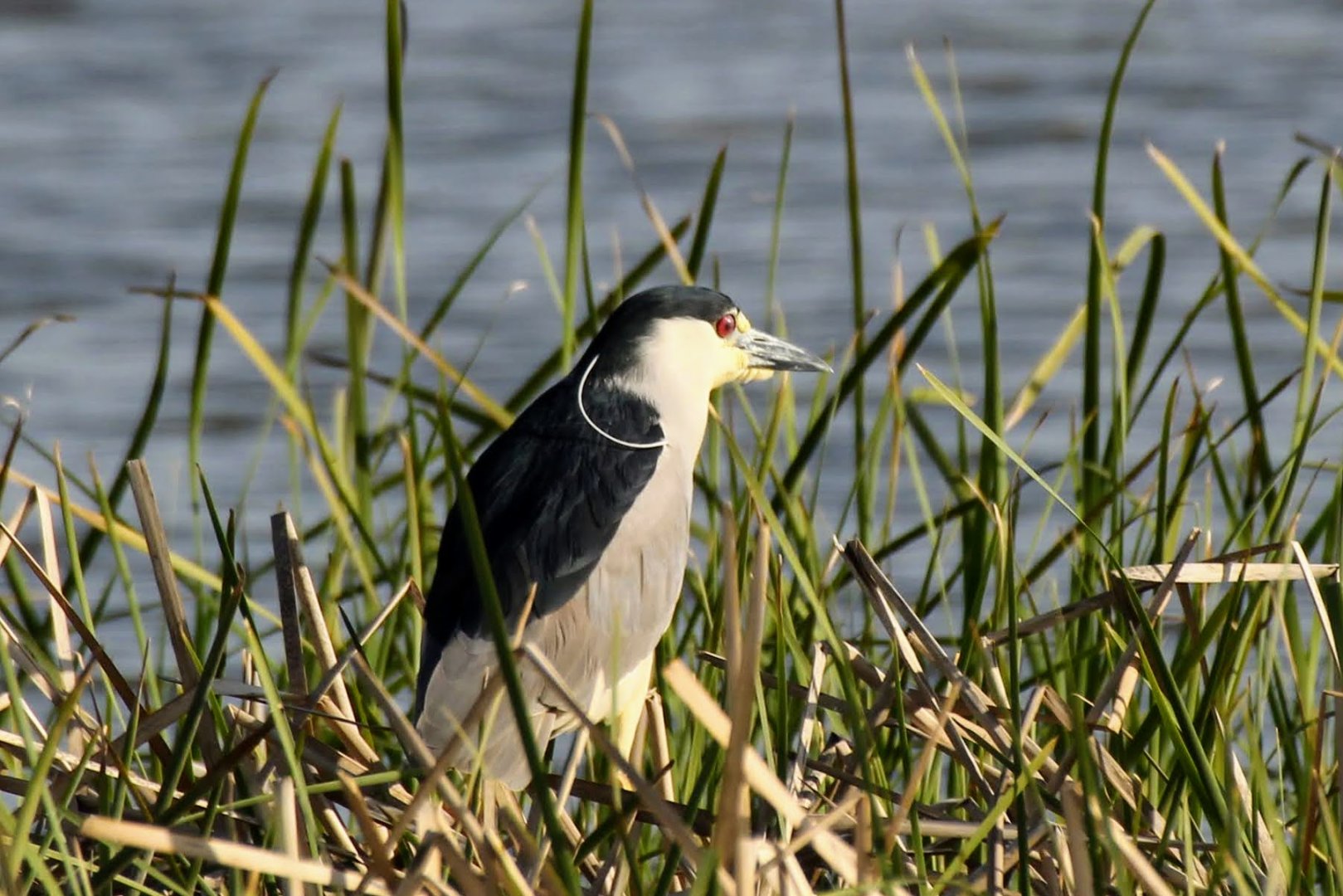 Black-crowned Night-Heron (Nycticorax nycticorax)