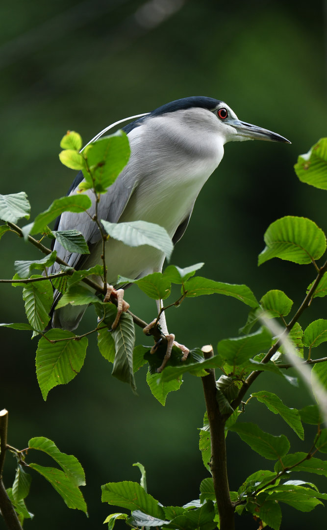 Black-crowned Night-Heron Nycticorax nycticorax