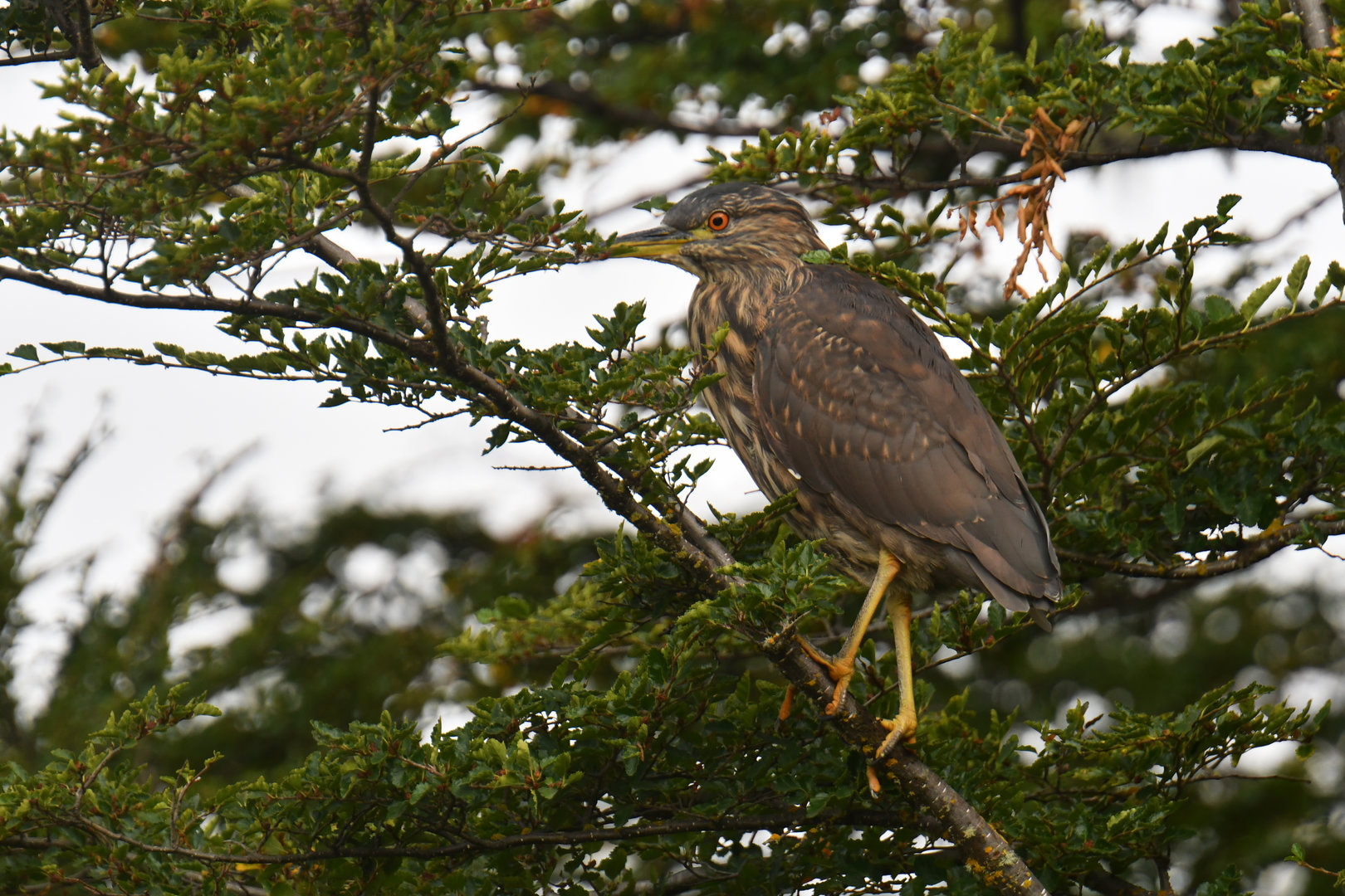 Black-crowned Night-Heron Nycticorax nycticorax