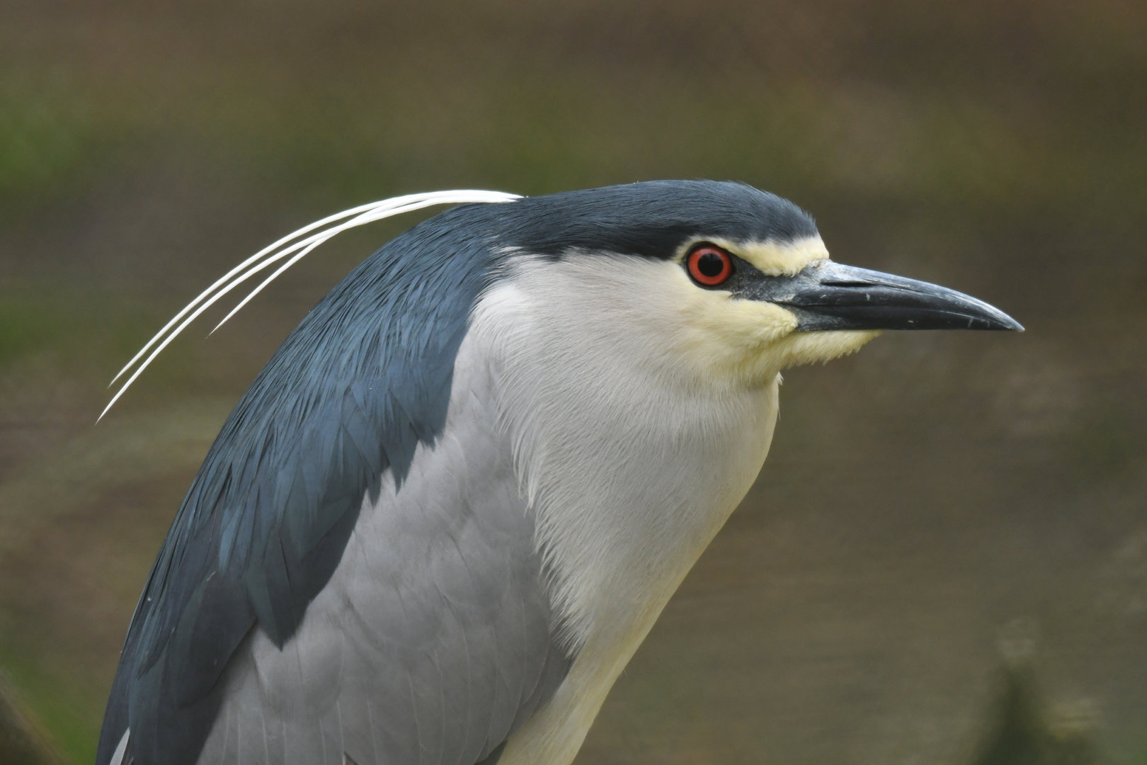 Black-crowned night heron (Nycticorax nycticorax)