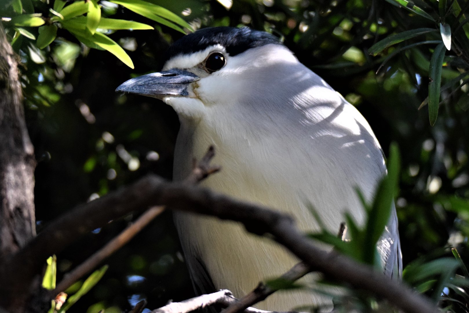 Black-crowned Night Heron (Nycticorax nycticorax)
