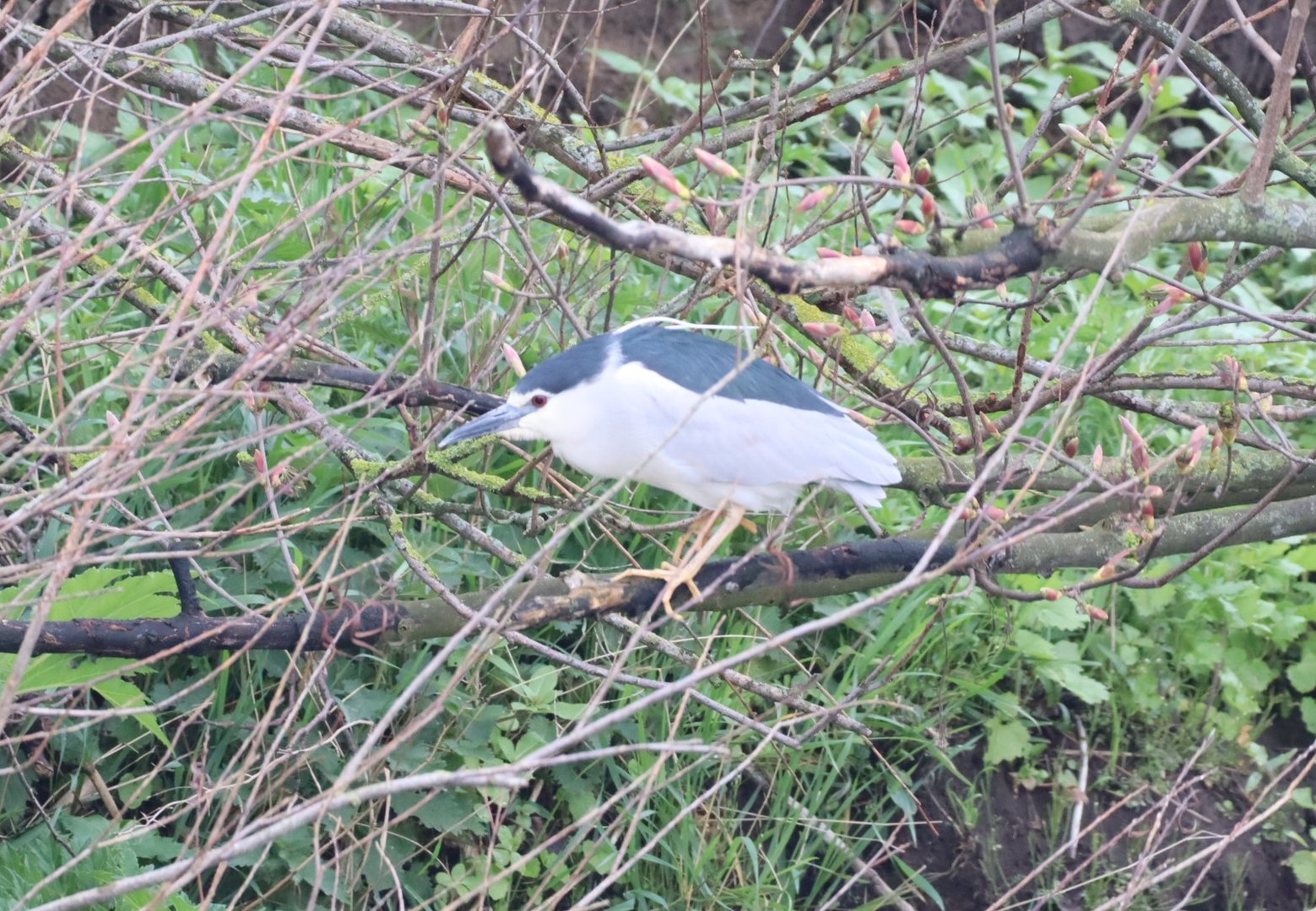 Black-crowned Night Heron (Nycticorax nycticorax)