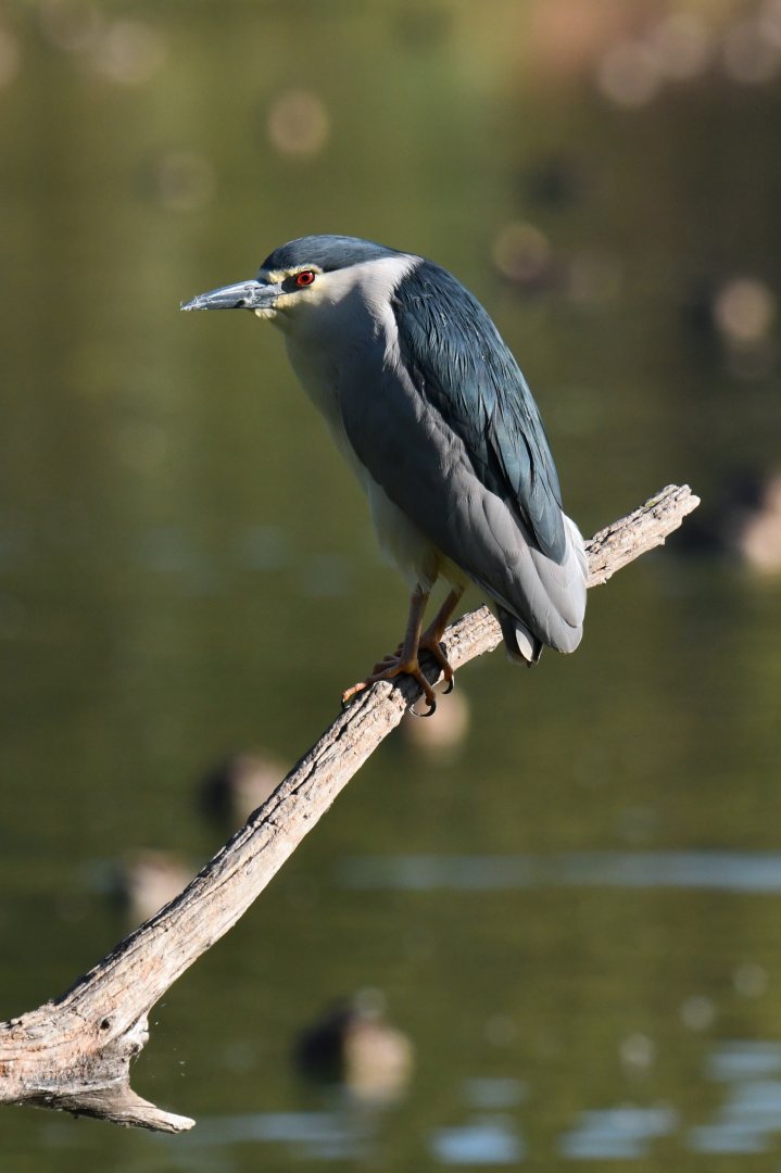 Black-crowned Night-Heron Nycticorax nycticorax