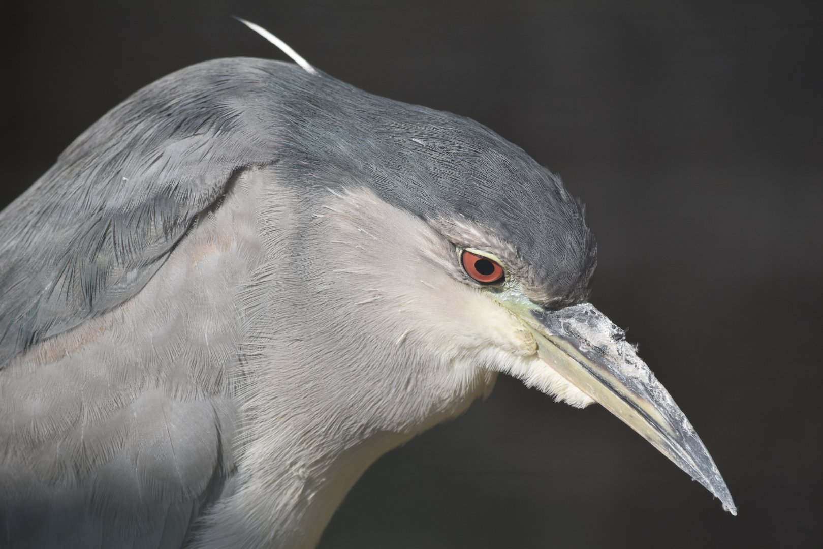 Black-crowned night-heron (Nycticorax nycticorax)