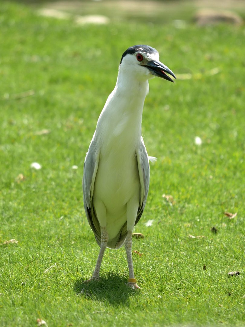 Black-crowned night heron (Nycticorax nycticorax)