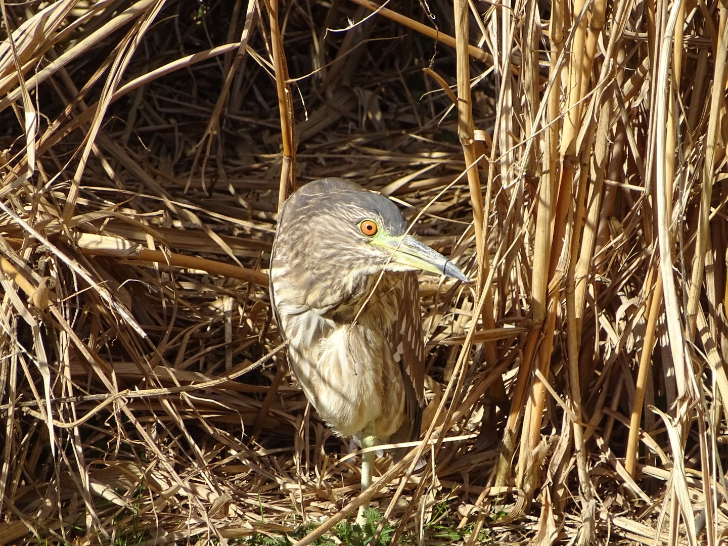 Black-crowned night heron (Nycticorax nycticorax)