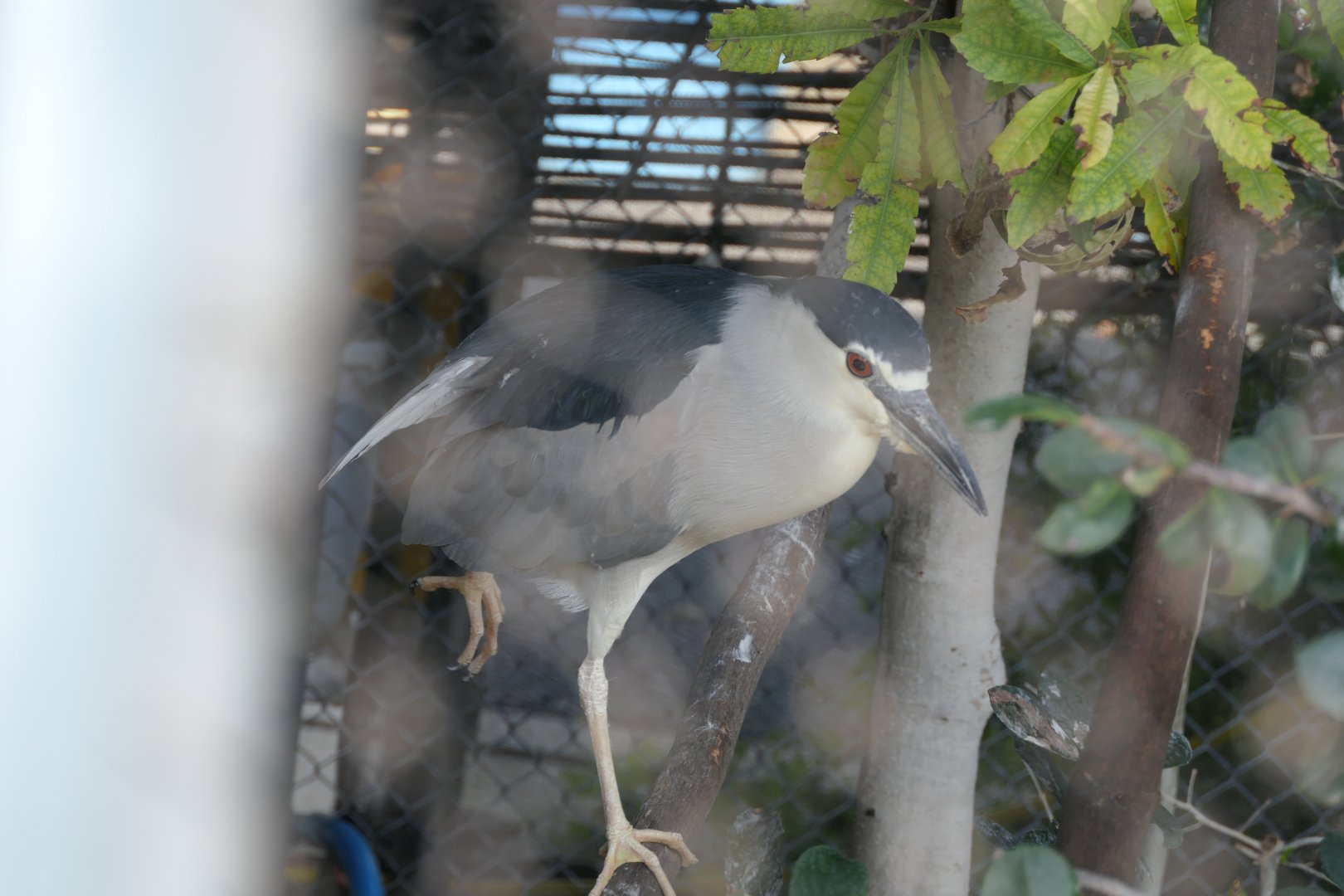 Black-crowned Night Heron (Nycticorax nycticorax)