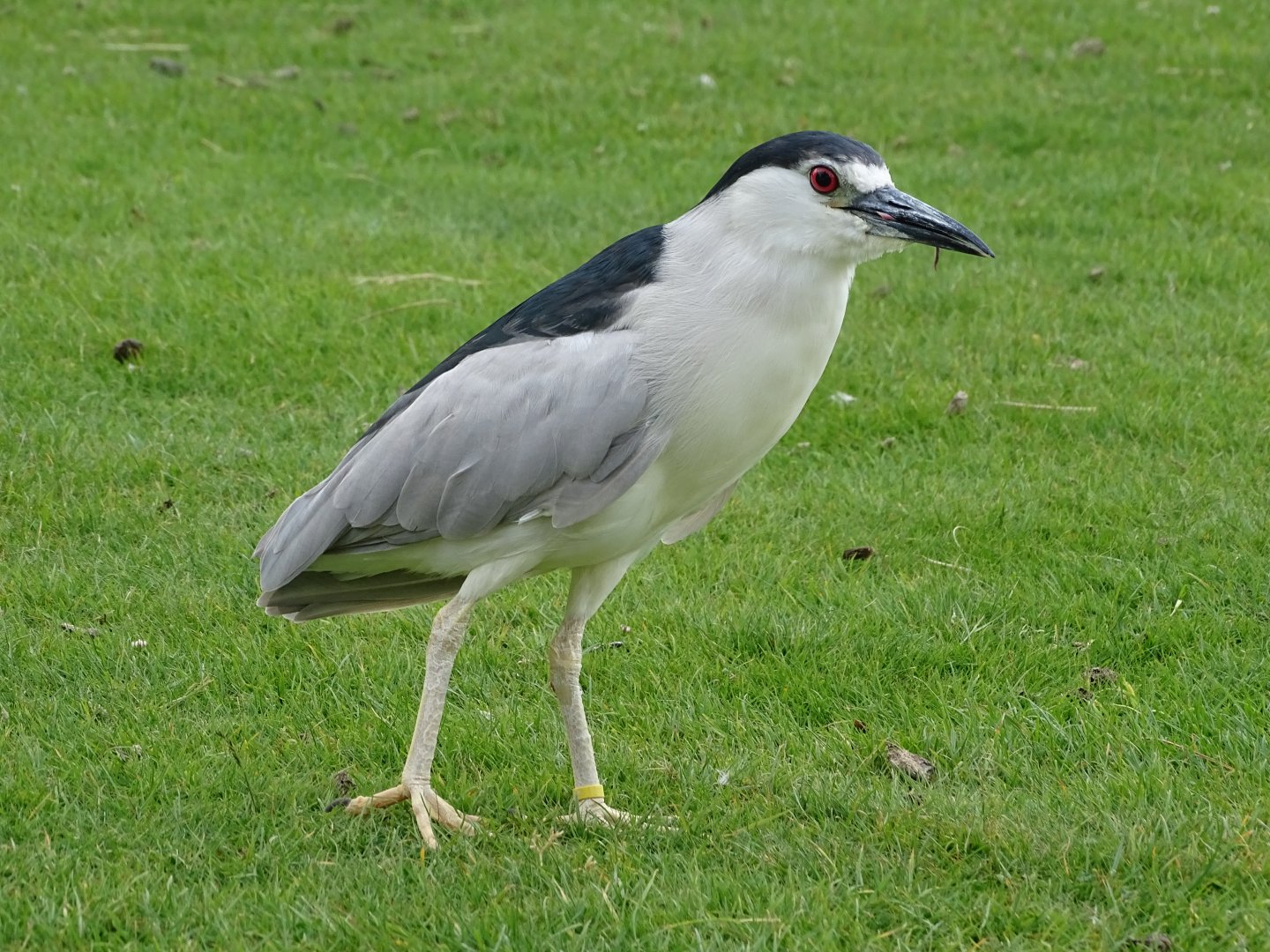Black-crowned night heron (Nycticorax nycticorax)