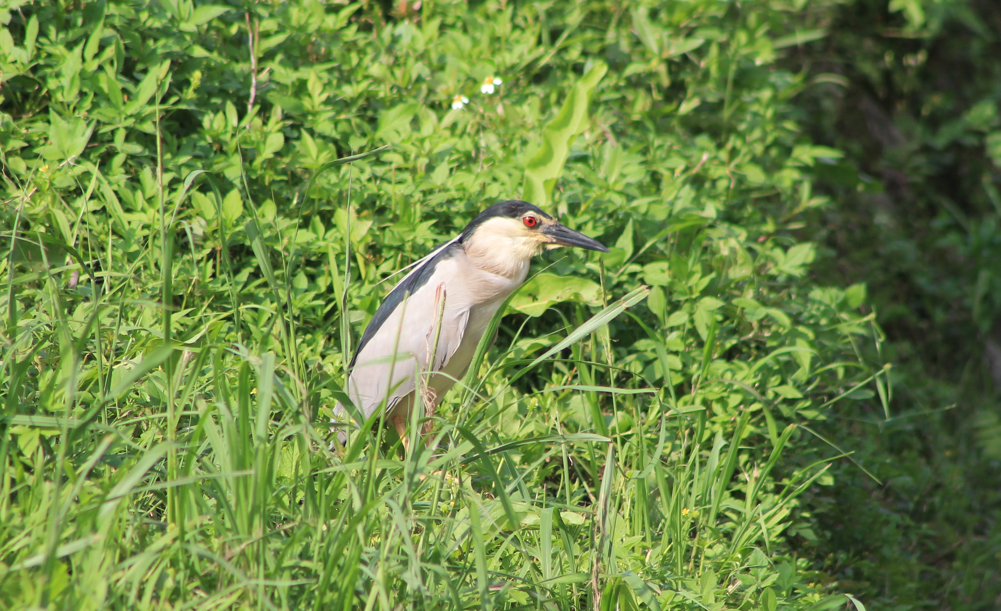 Black-crowned Night Heron (Nycticorax nycticorax)