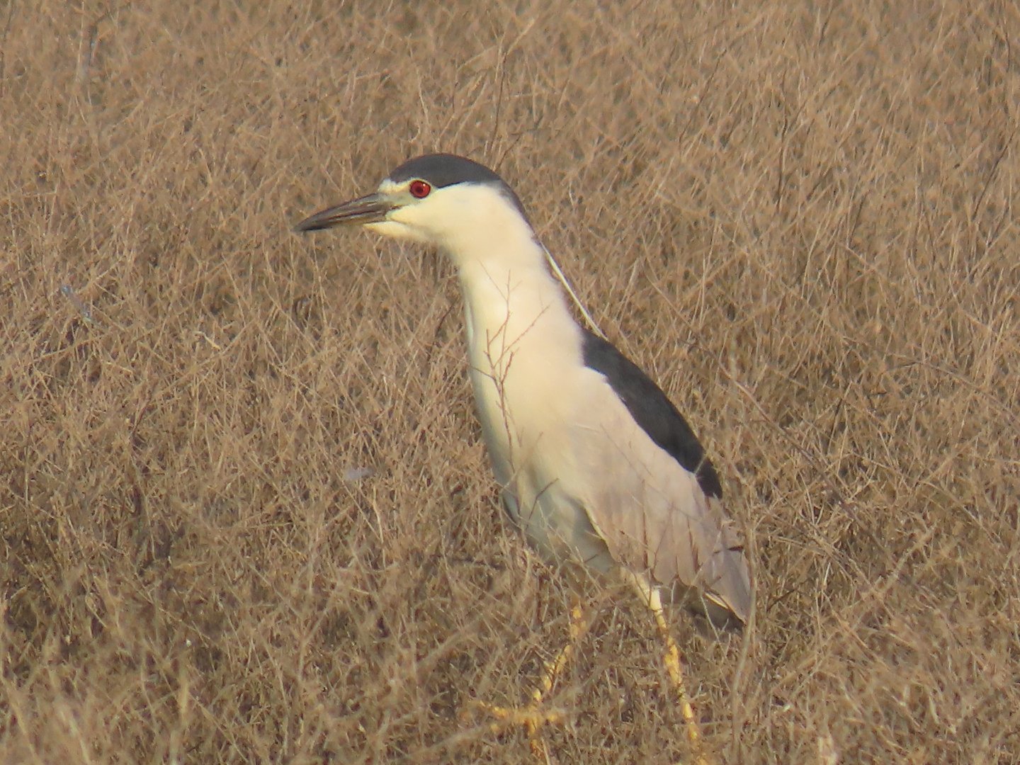 Black-crowned Night Heron (Nycticorax nycticorax)