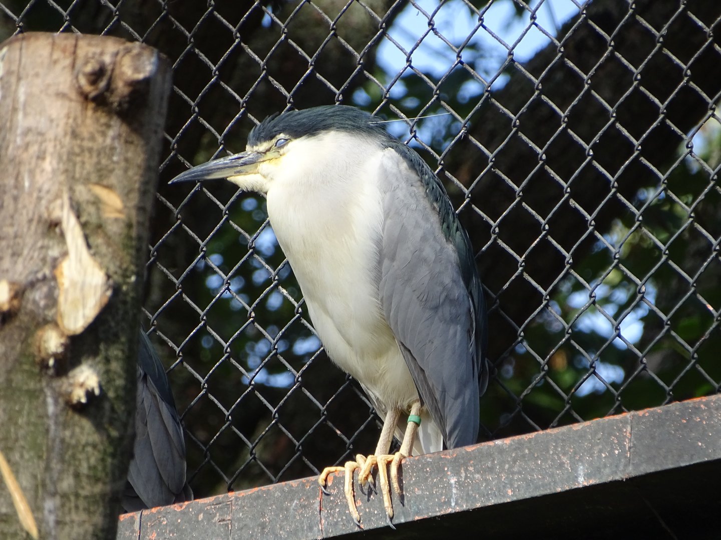 Black-crowned night heron (Nycticorax nycticorax)