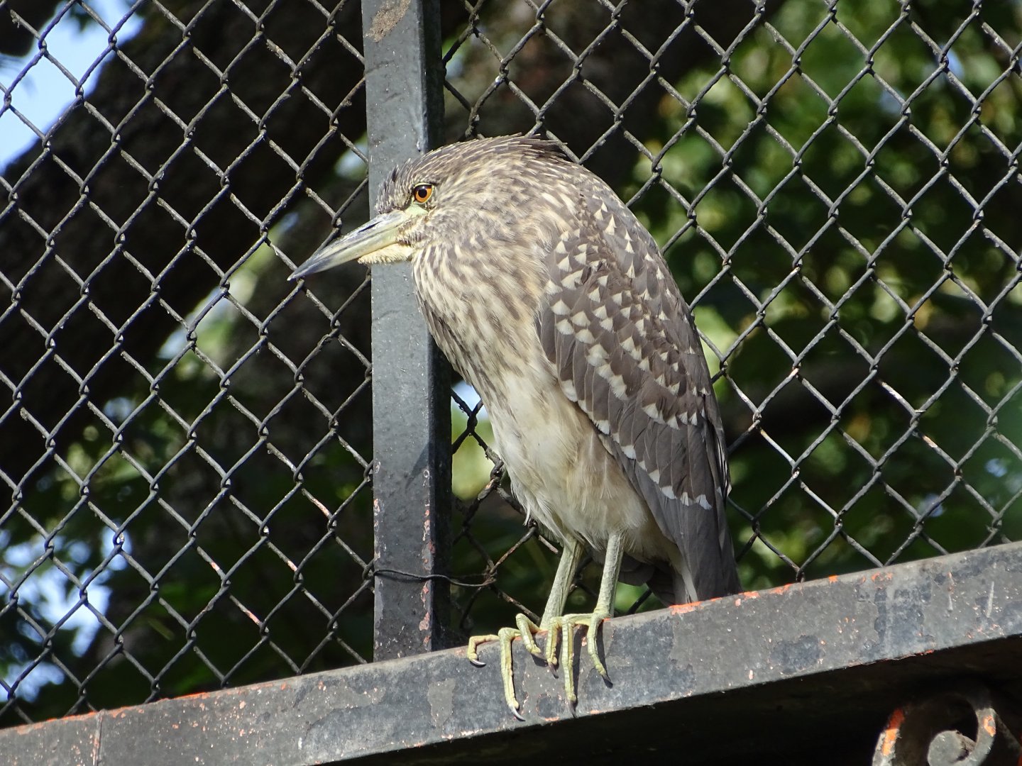 Black-crowned night heron (Nycticorax nycticorax)