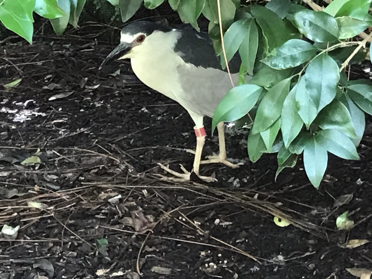Black-crowned night heron (Nyx)