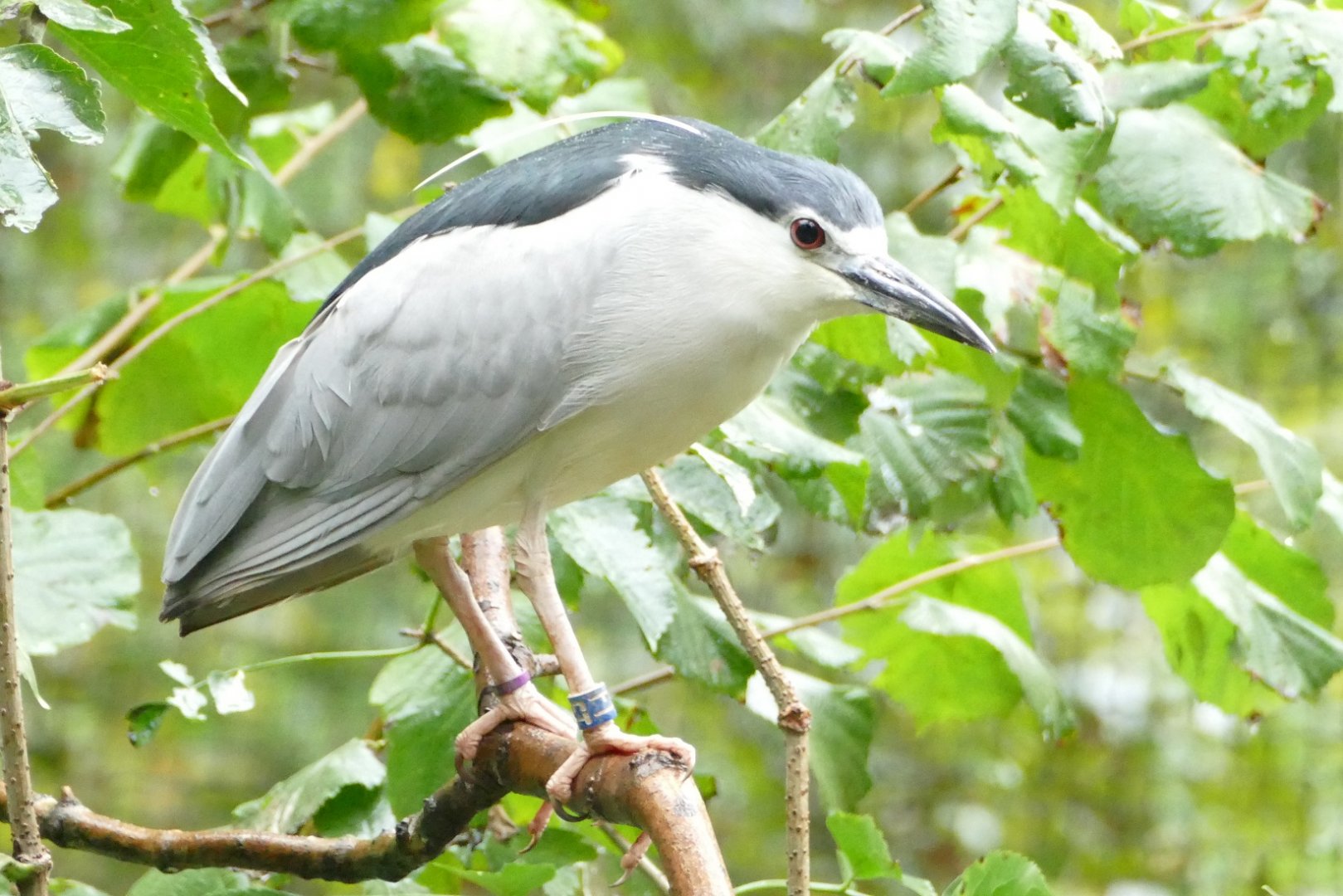 Black-crowned Night Heron, October 2021