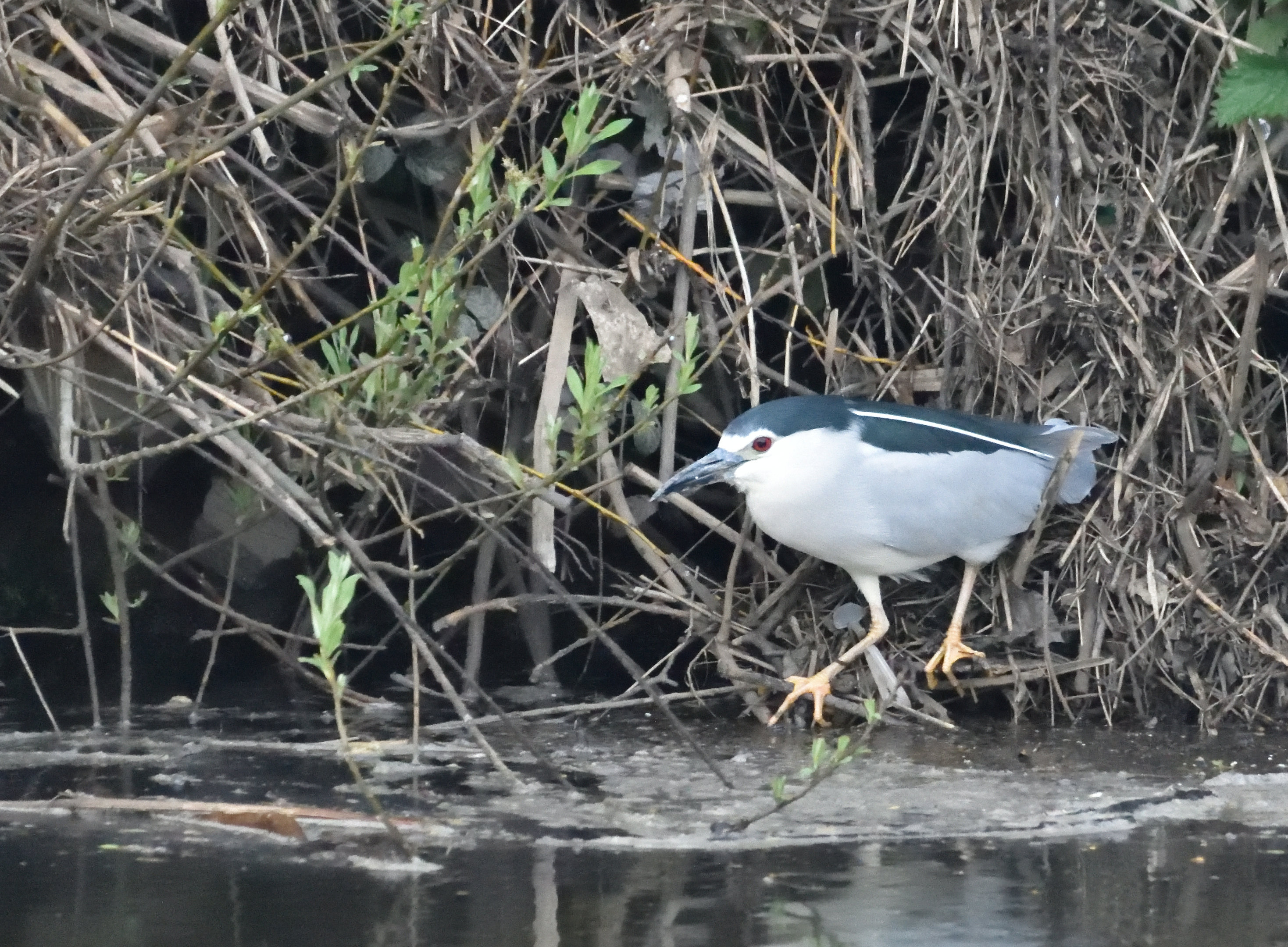 Black-crowned Night Heron on the River Calder at Ossett, 10th April 2023