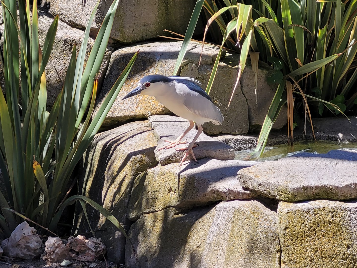 Black-crowned night heron -Sendaviva (2024)
