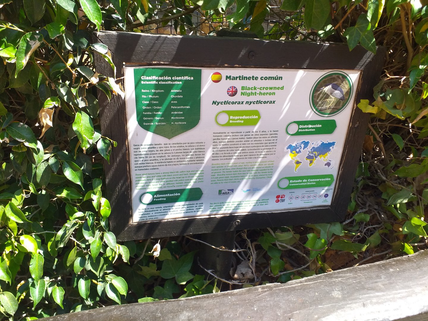 Black-crowned night heron sign -MundoMar Benidorm (2021)