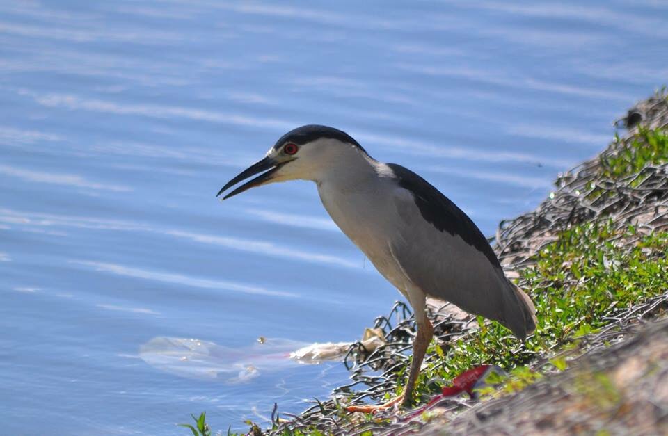 Black-crowned Night Heron - Texas