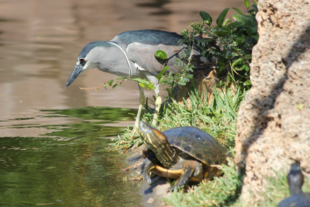 Black-crowned Night Heron (wild)