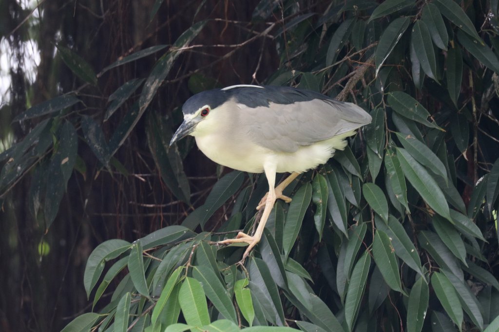 Black-crowned Night heron (wild)