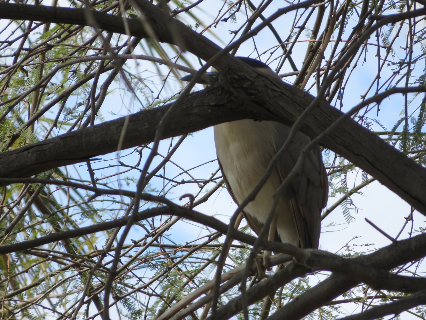 Black-crowned Night Heron (Wild)