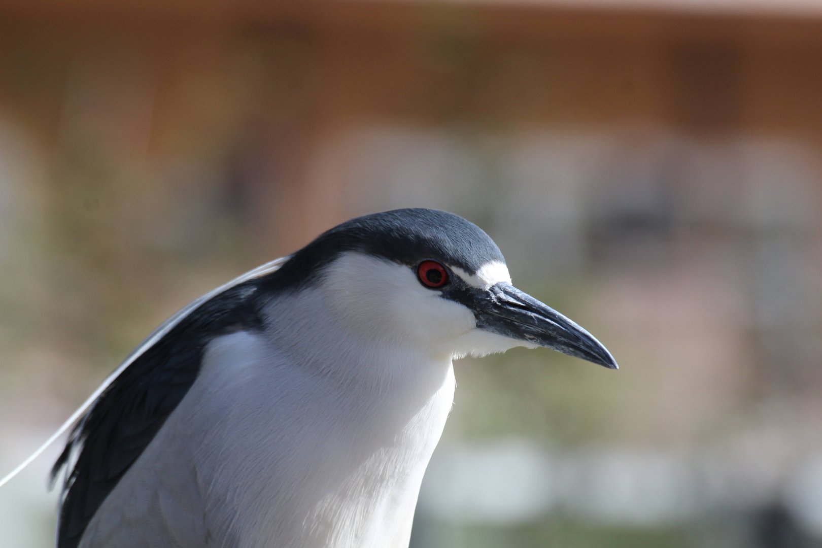 Black-crowned Night-Heron (wild)