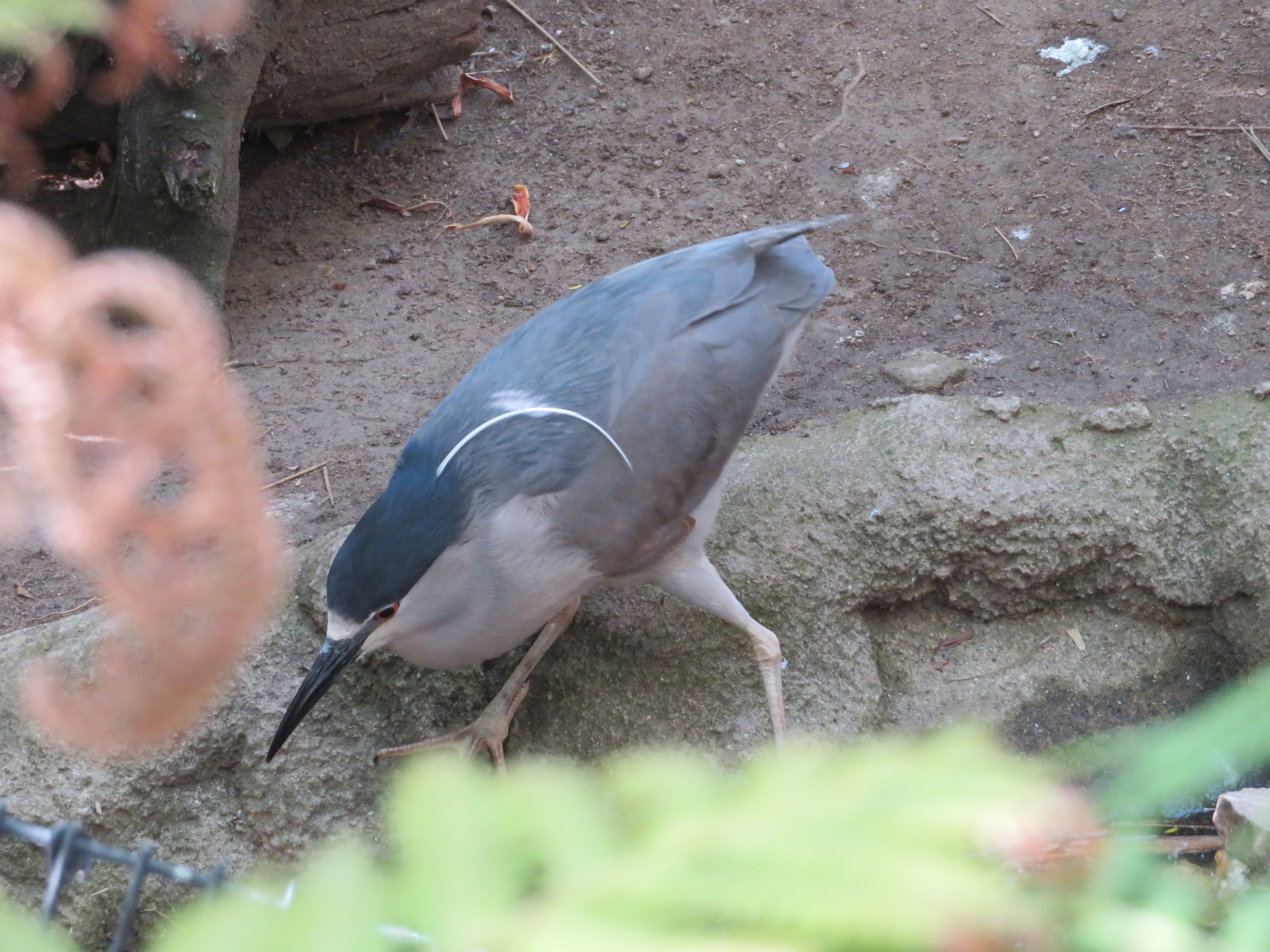 Black-crowned Night Heron (Wild)