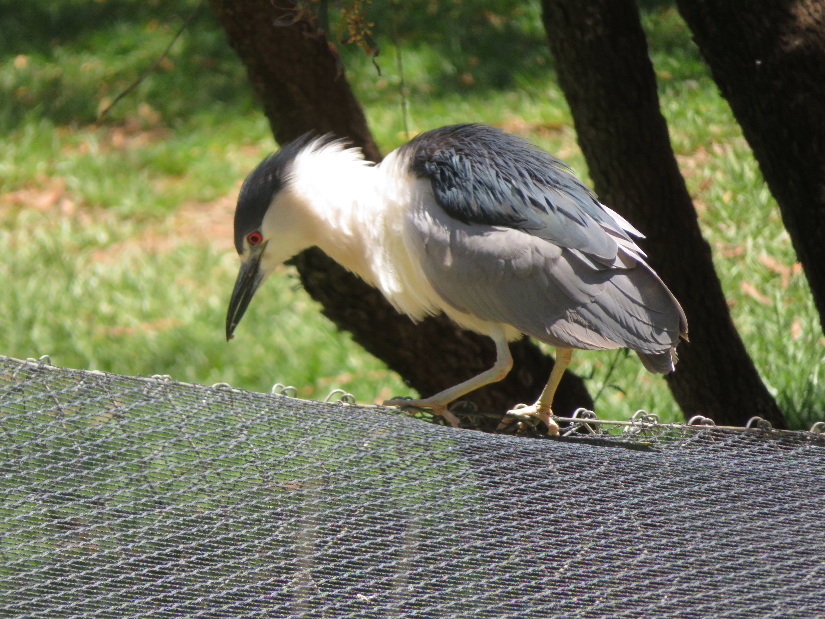 Black-crowned Night Heron (Wild)