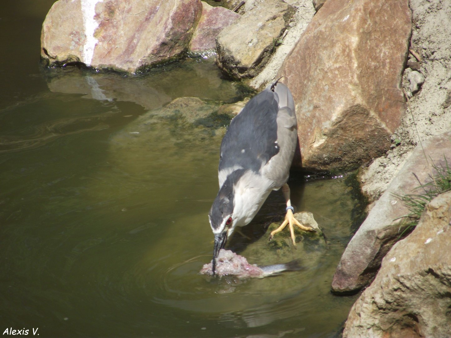 Black-crowned Night Heron - Zooparc de Beauval, 09/08/2025