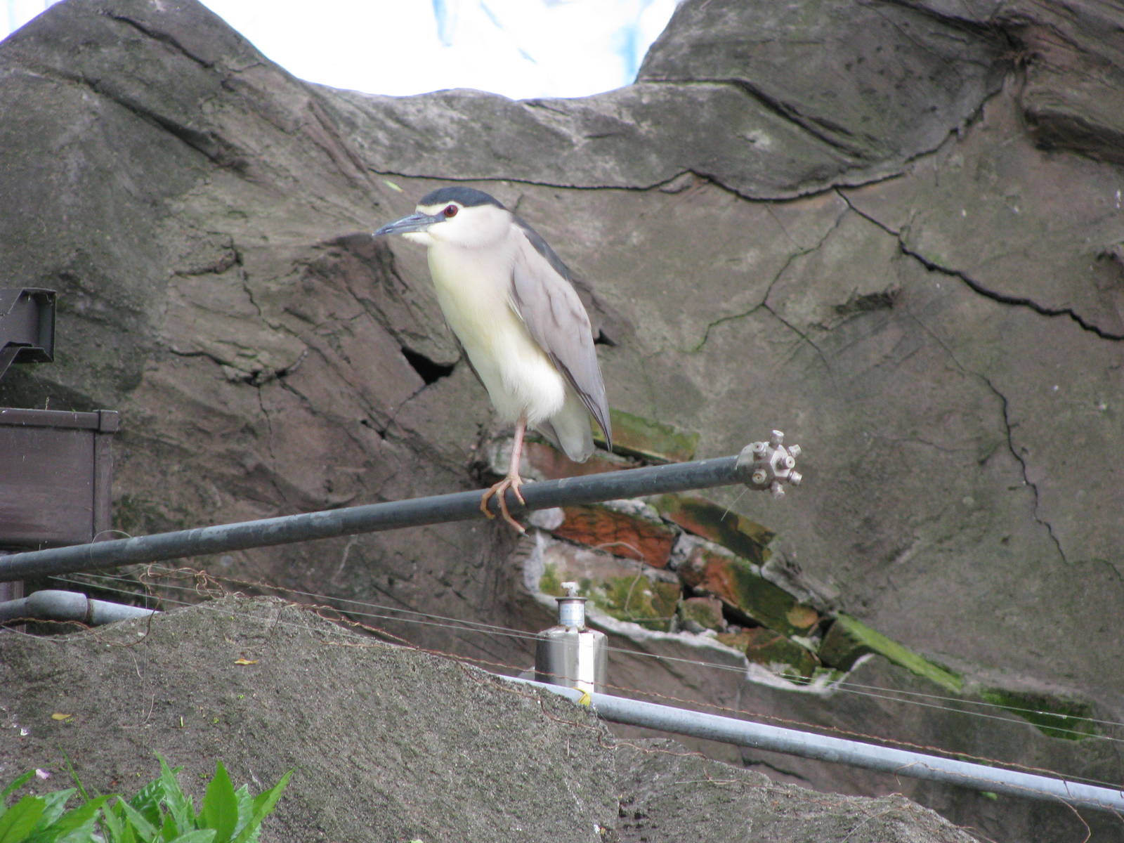 Black-crowned Night Heron