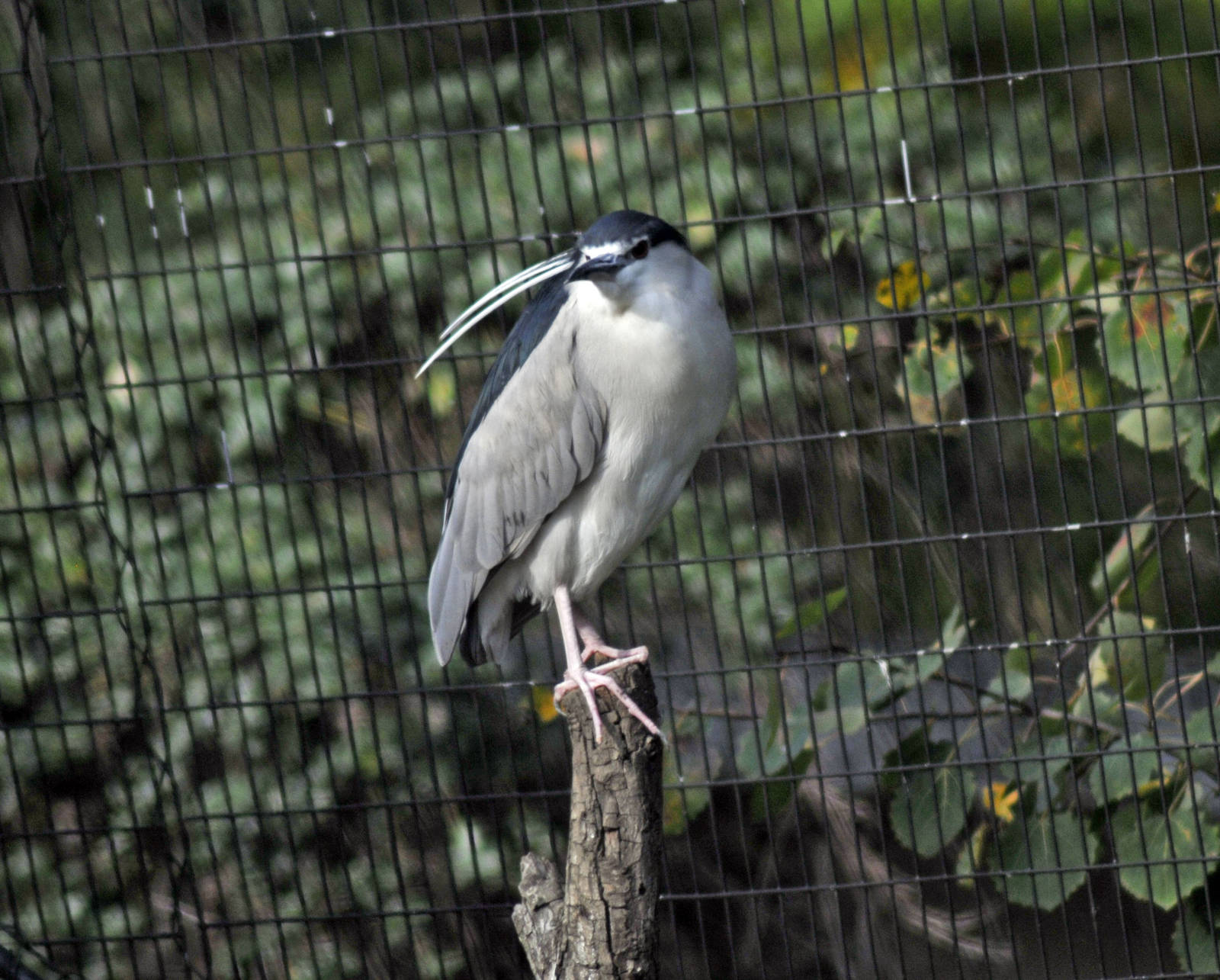 black crowned night heron