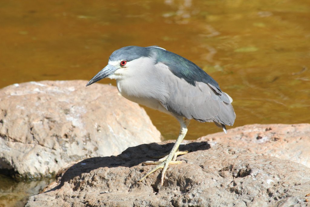 Black-crowned Night Heron