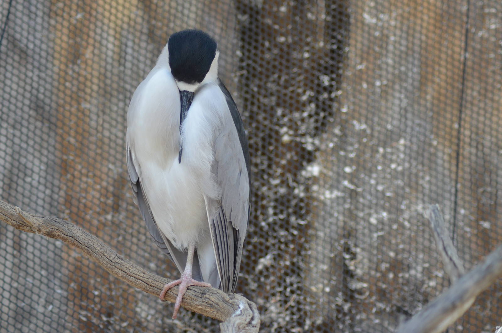 Black-crowned Night Heron