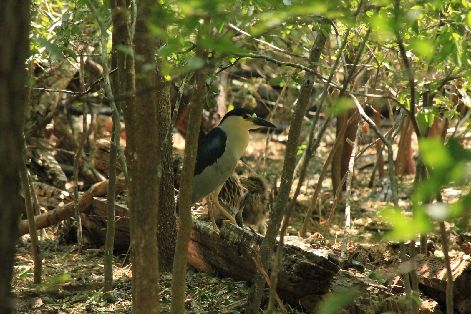 Black-Crowned Night Heron