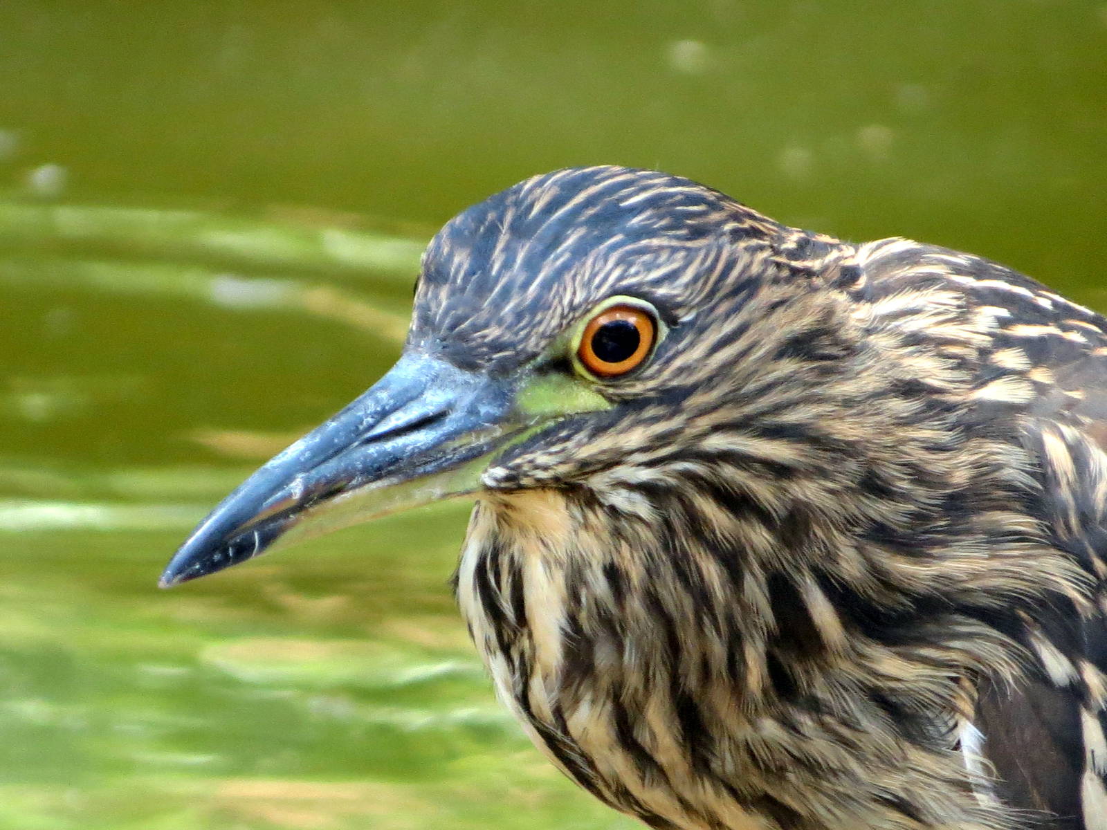 Black-crowned Night Heron