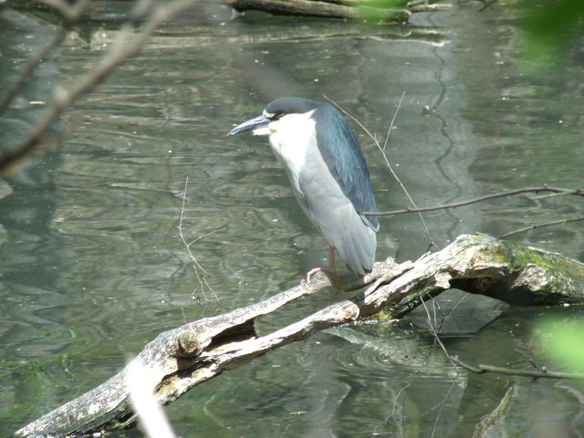 Black-Crowned Night Heron