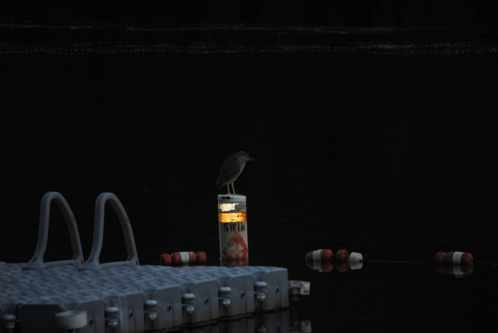 Black-Crowned Night Heron