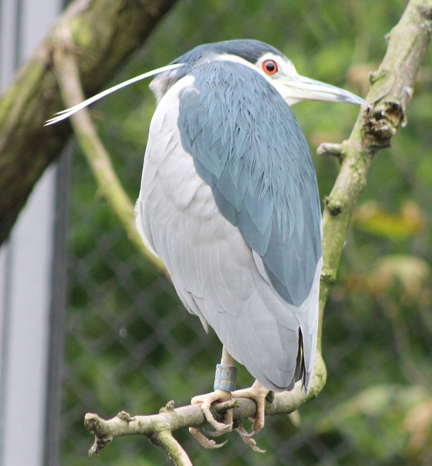 Black-crowned night heron