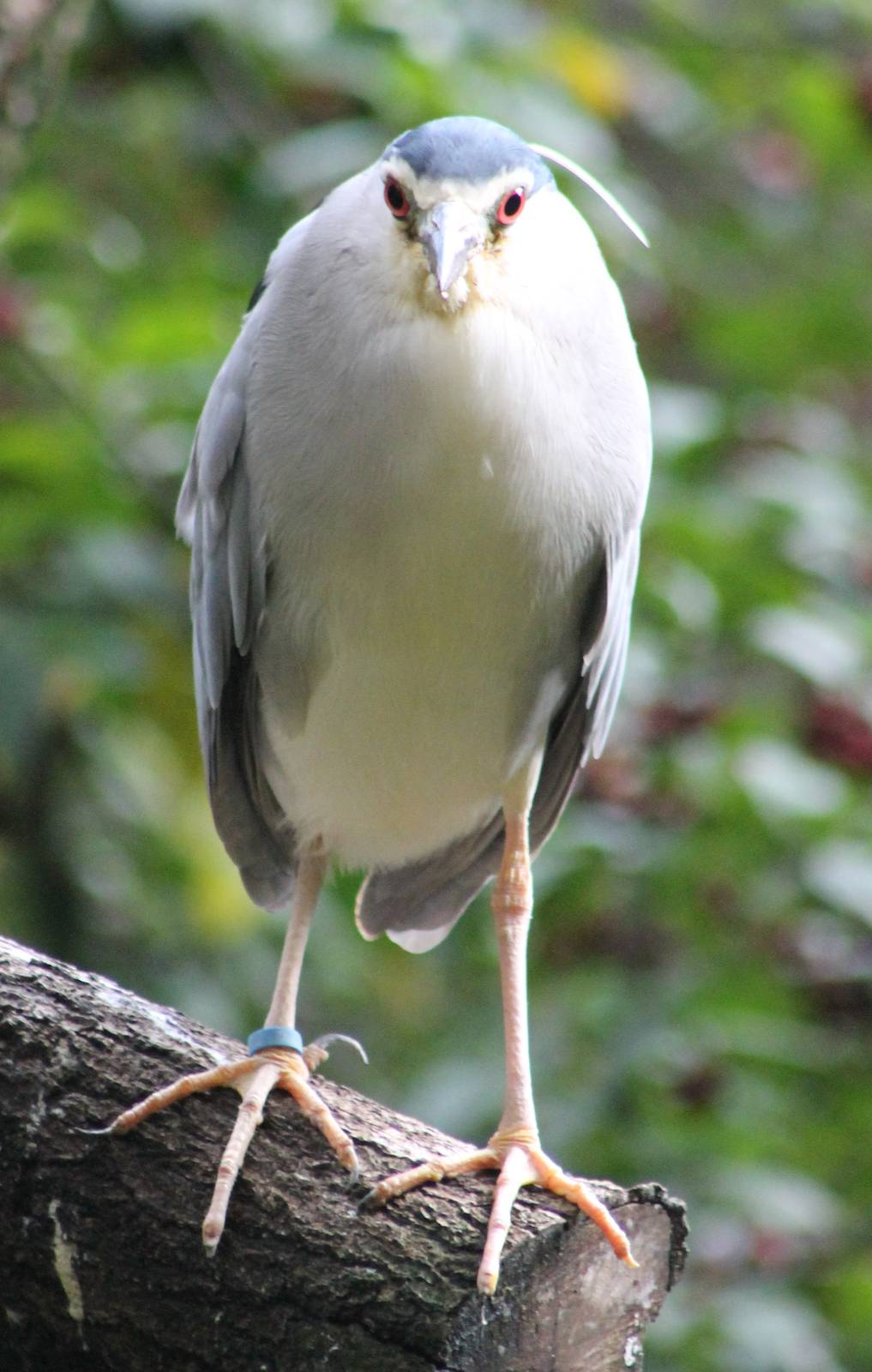 Black-crowned night heron