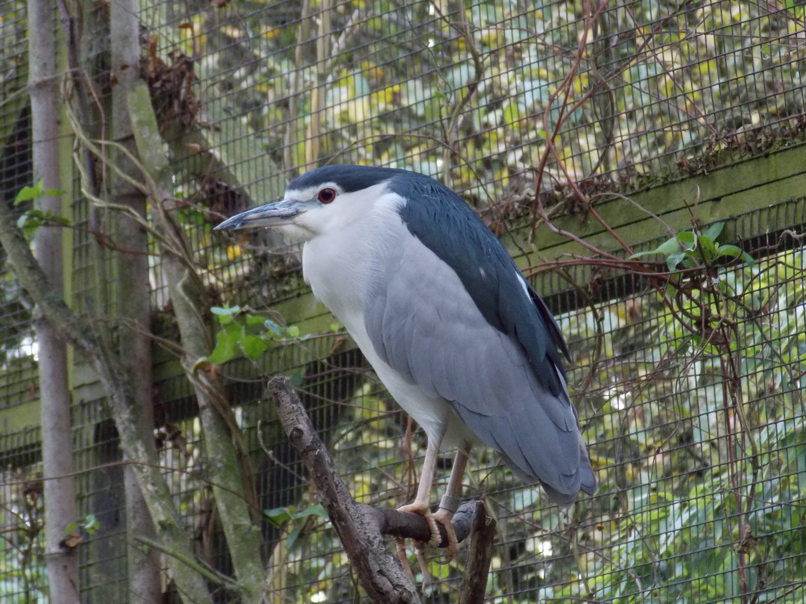 Black-crowned night heron