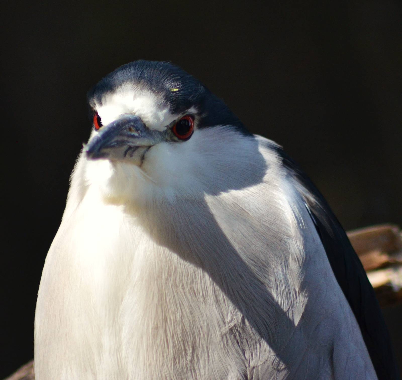 Black-crowned Night Heron