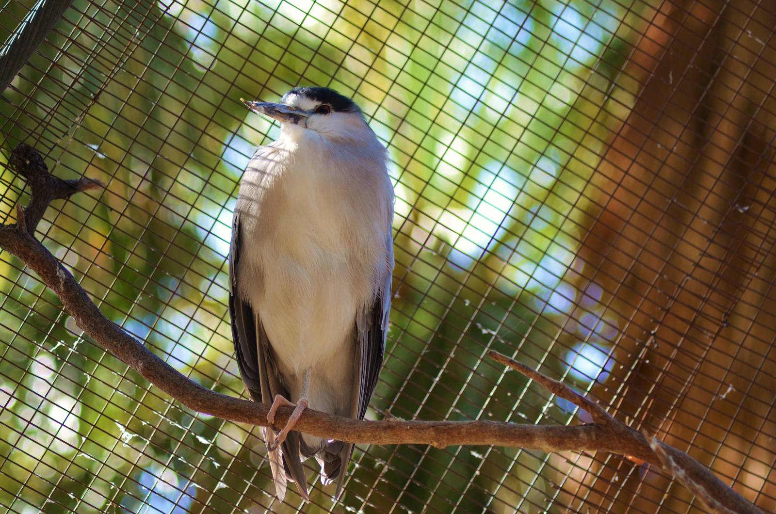 Black-crowned Night Heron