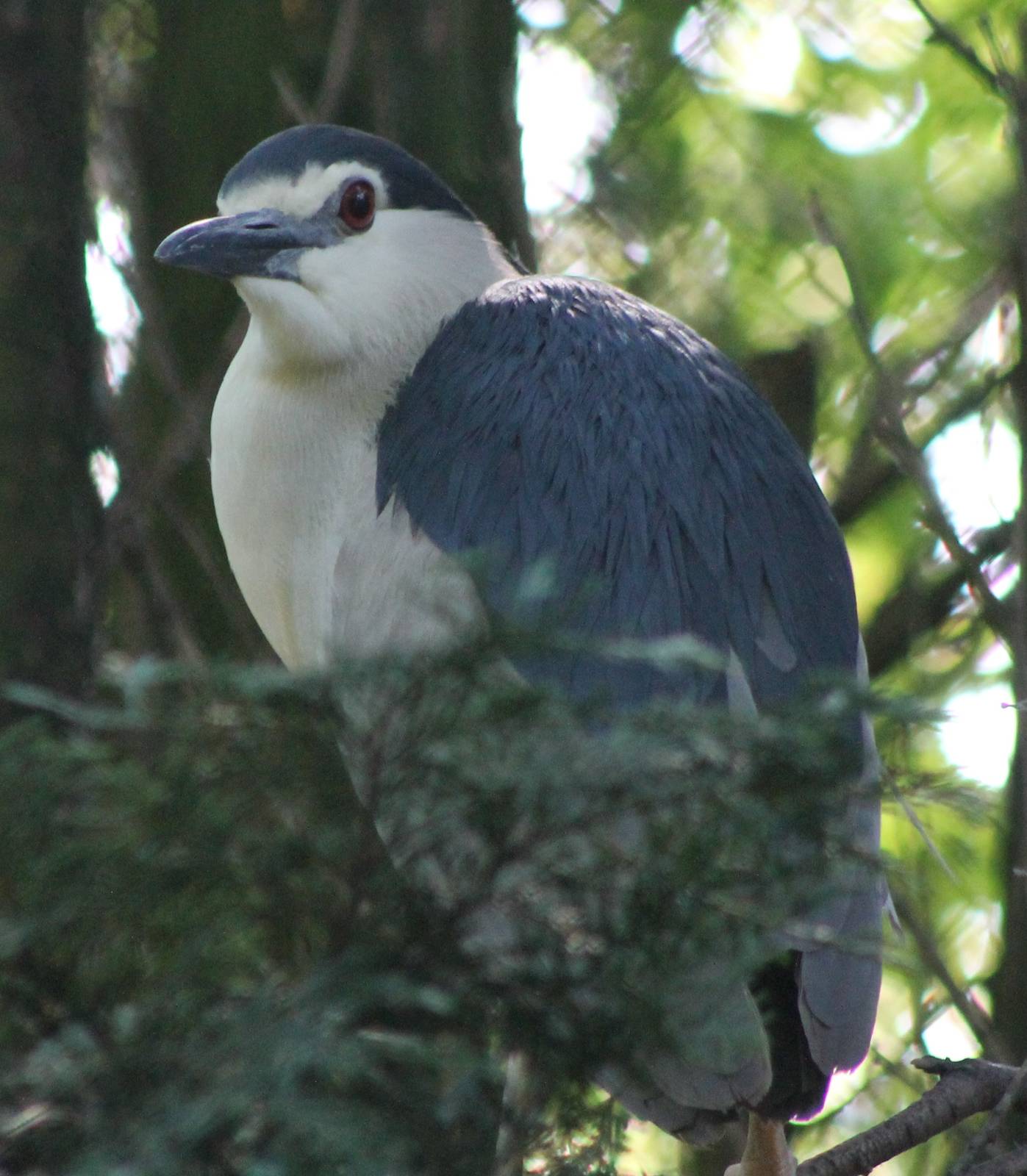 Black-crowned night heron