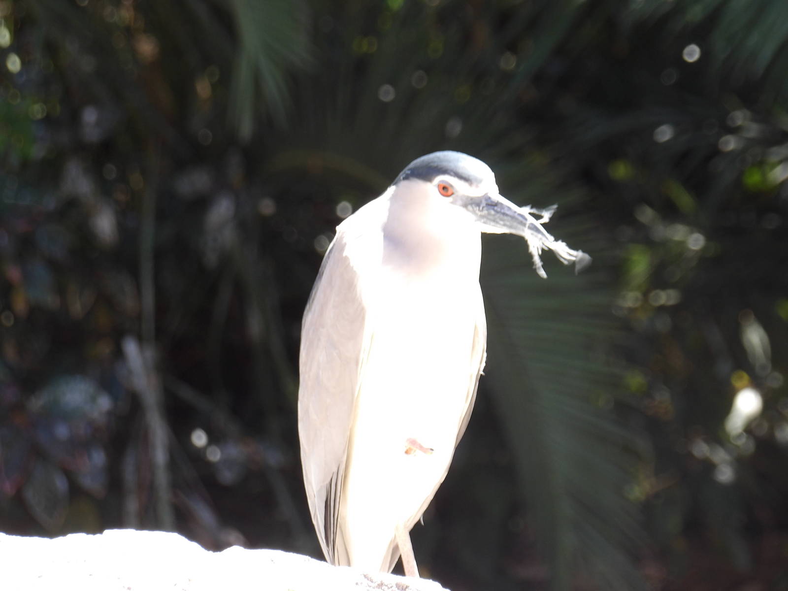 Black-crowned night heron