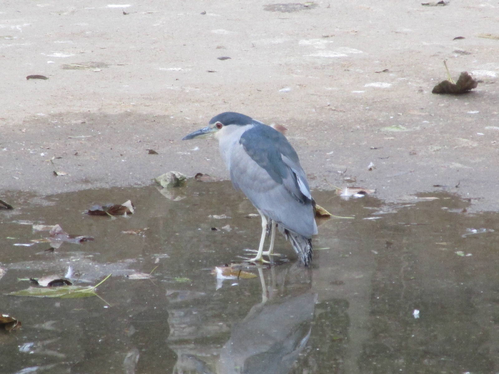 Black-crowned Night Heron