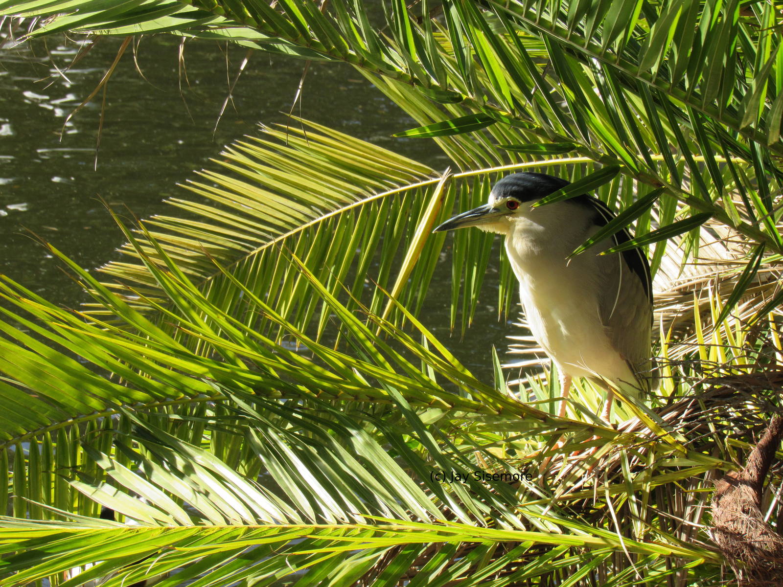 Black-Crowned Night Heron