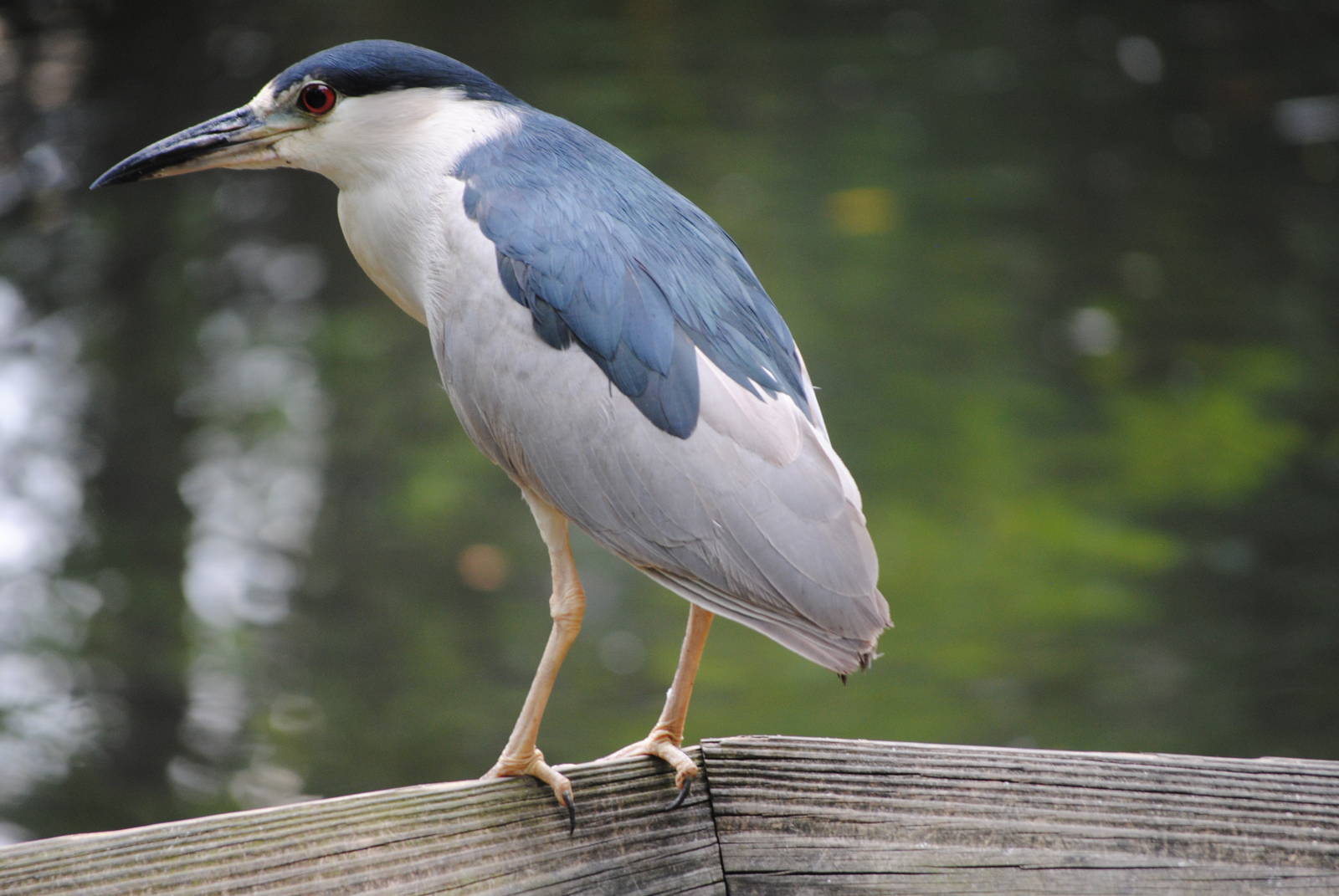 Black-Crowned Night-Heron